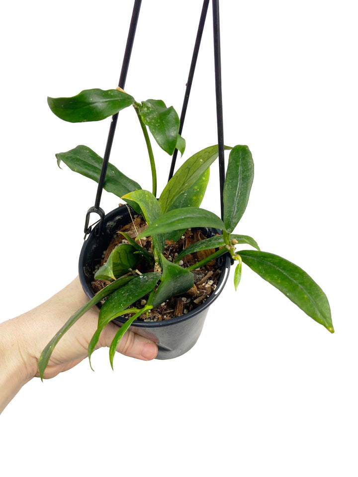 Hoya Minibelle