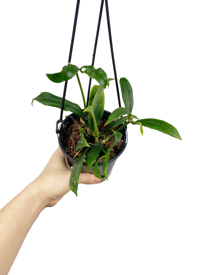 Hoya Minibelle
