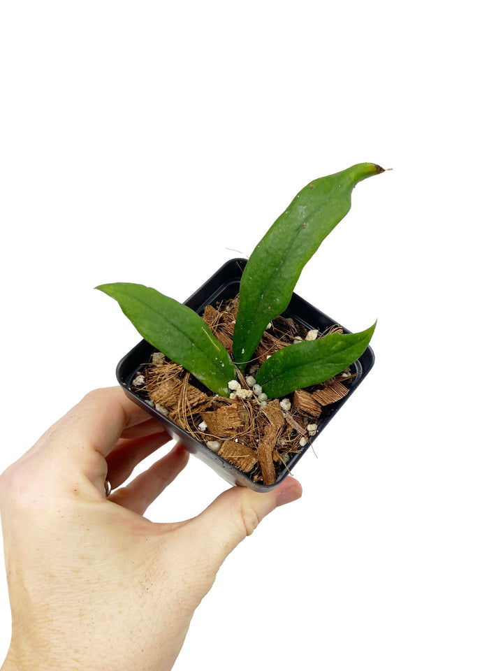 Hoya Minibelle