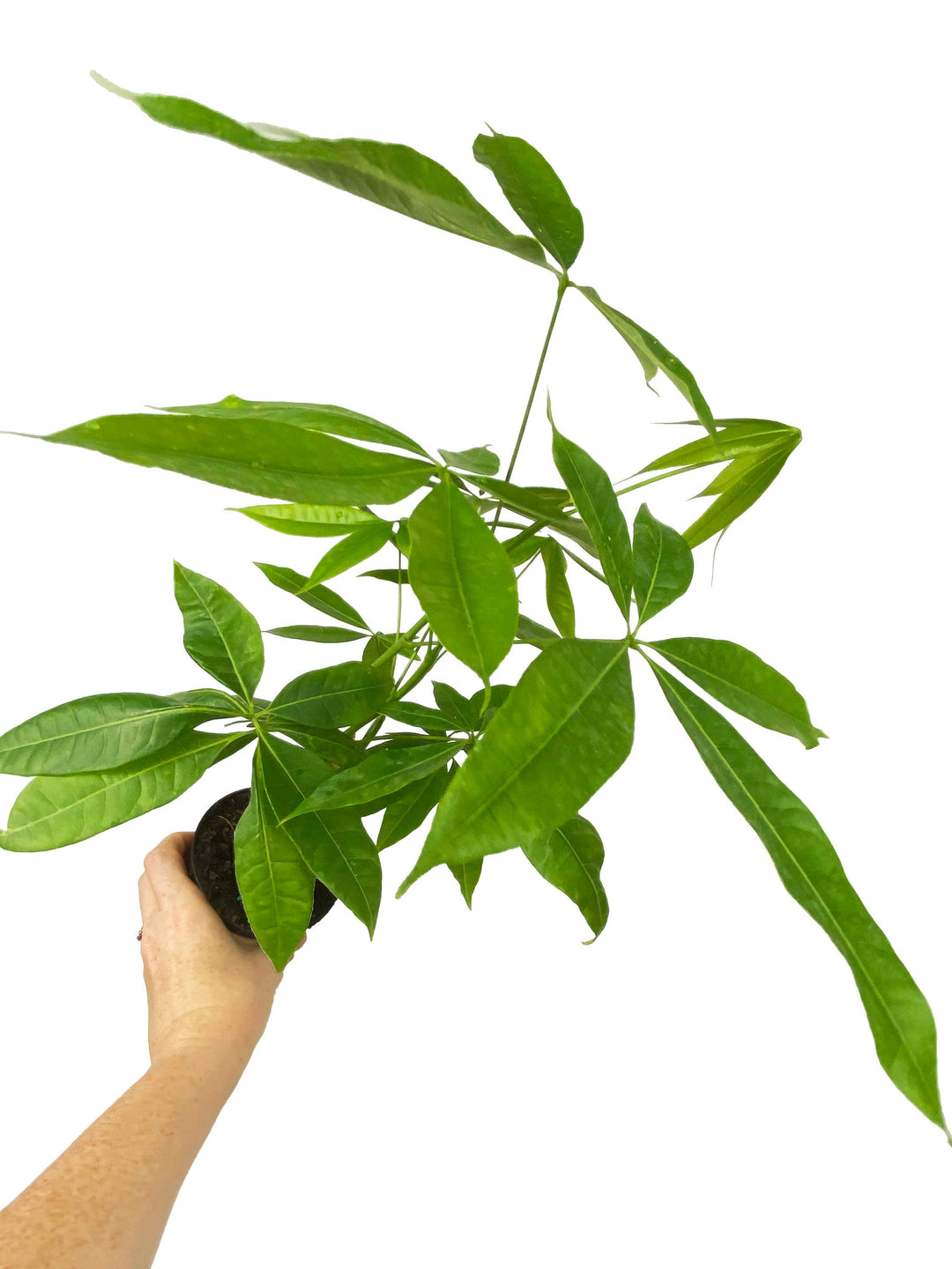 Money Tree