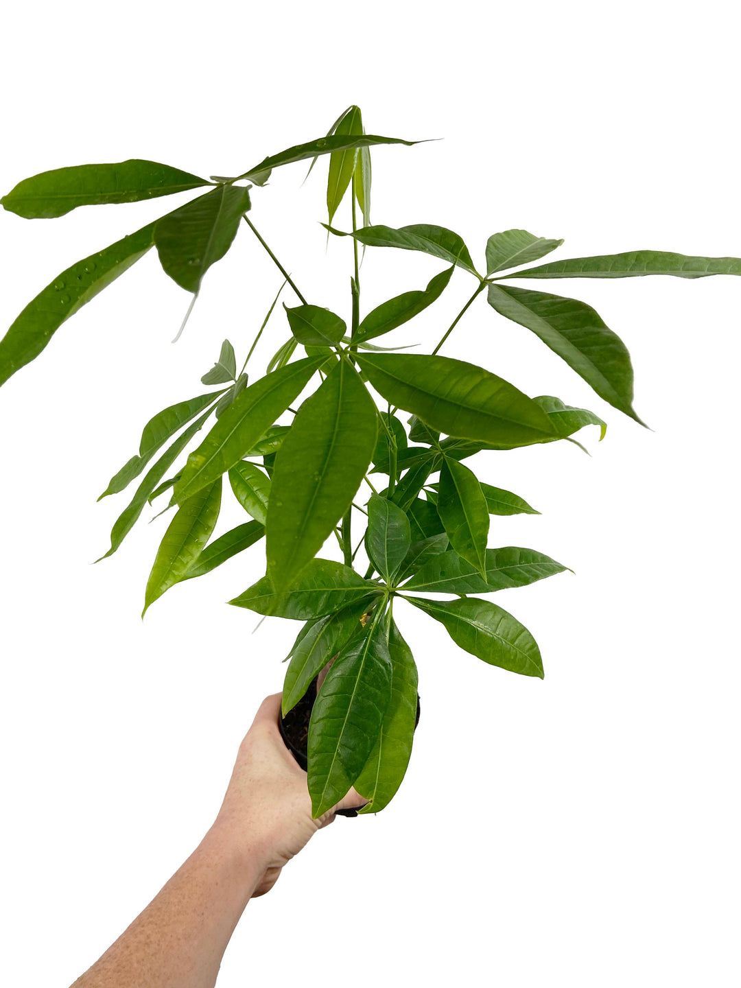 Money Tree