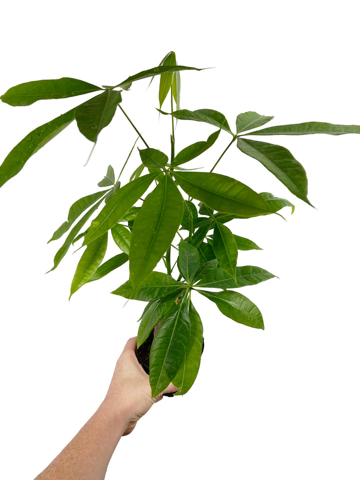 Money Tree