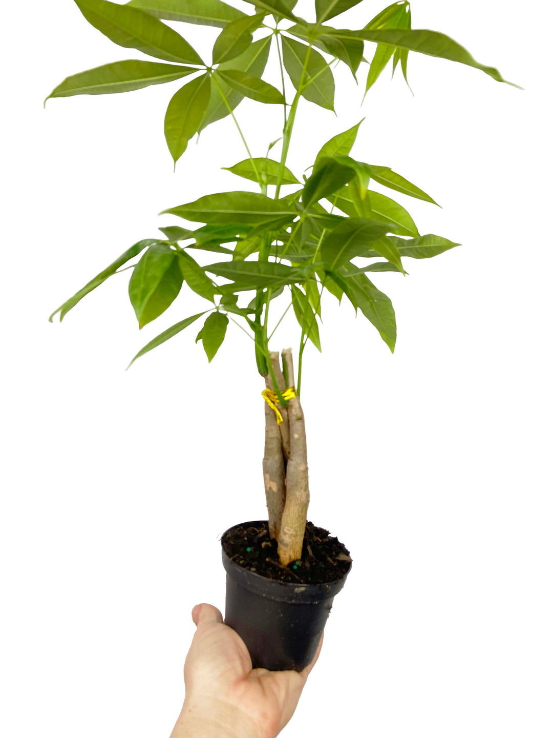Money Tree