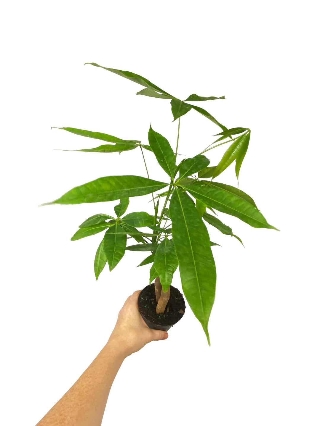 Money Tree