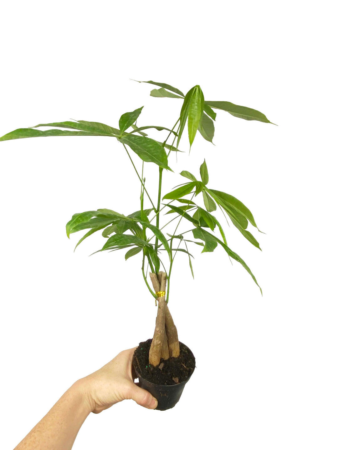 Money Tree