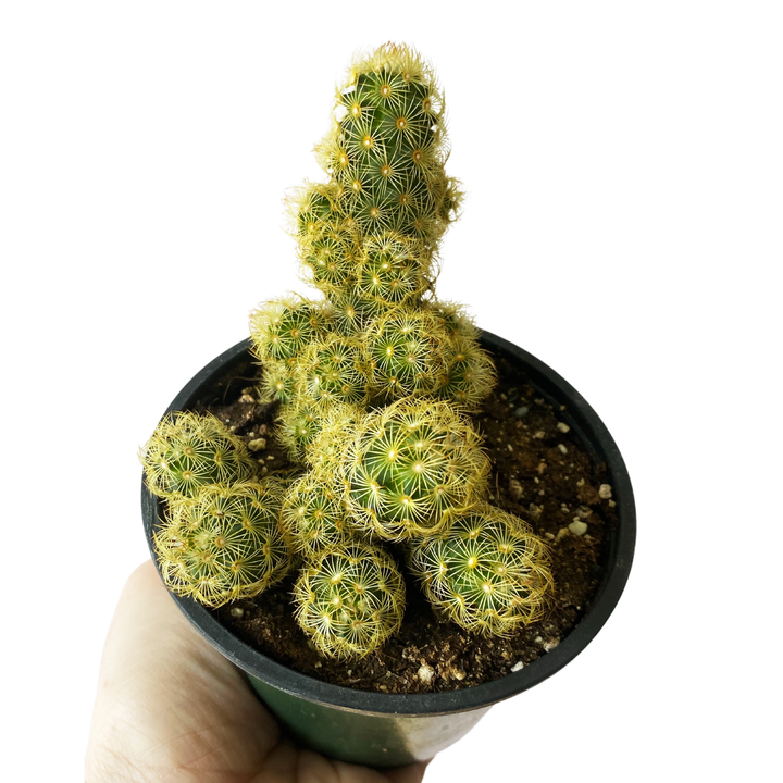 Ladyfinger Cactus
