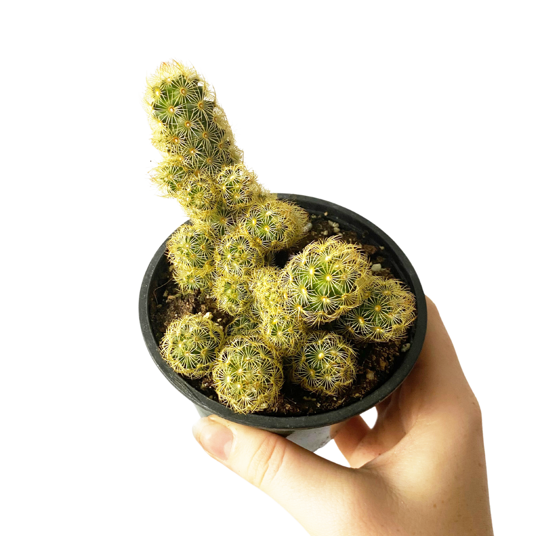 Ladyfinger Cactus