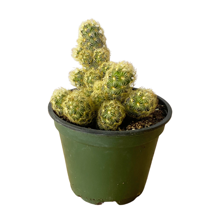 Ladyfinger Cactus