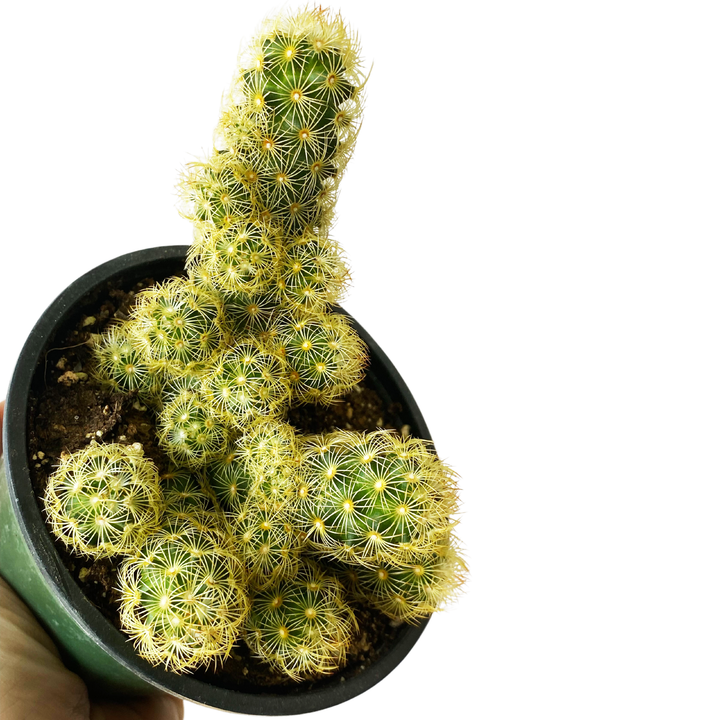 Ladyfinger Cactus