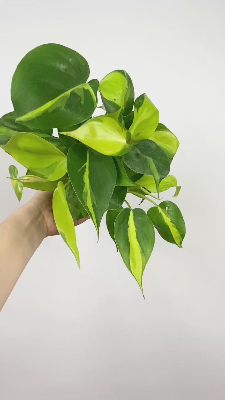 Philodendron Brasil