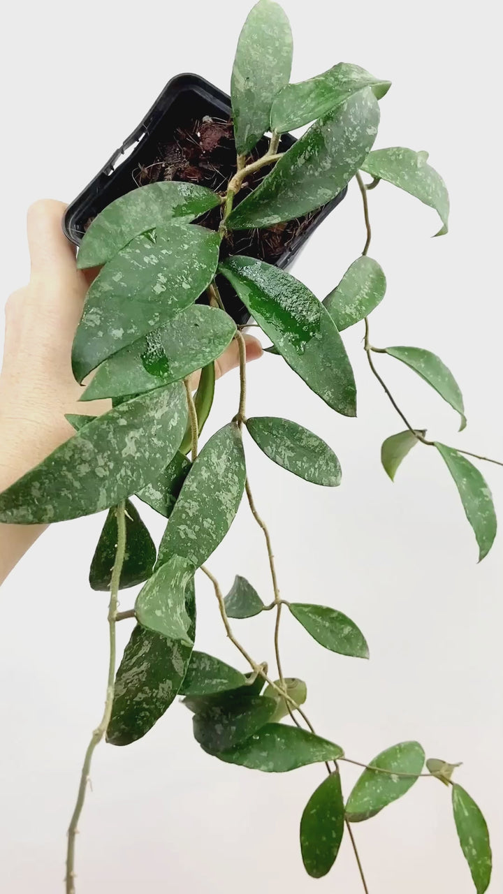 Hoya Phuwuaensis