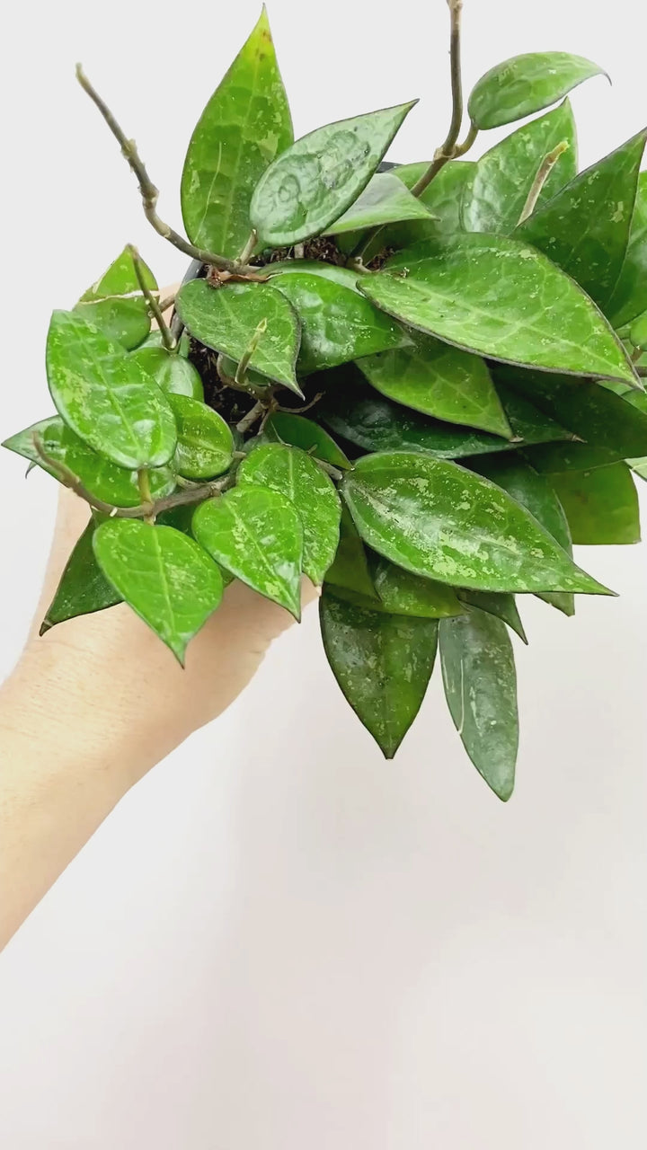 Hoya Parasitica Black Margins