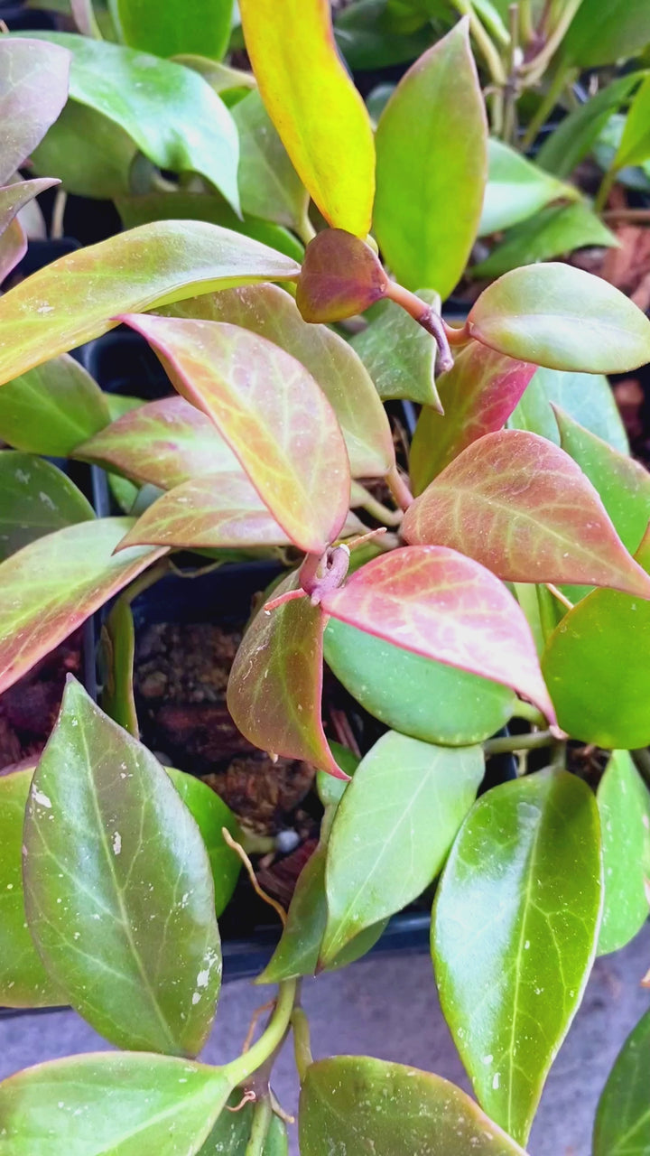 Hoya Sunrise