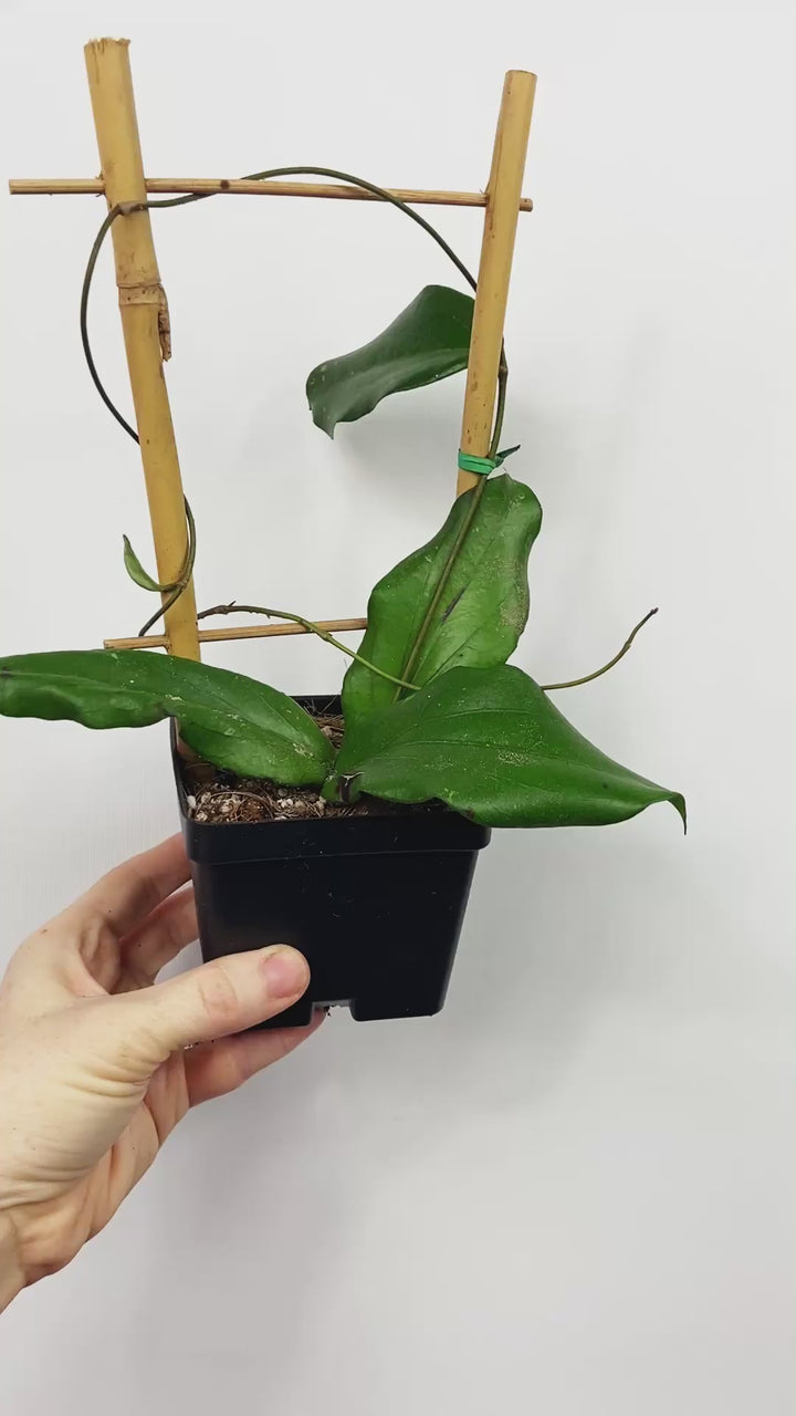 Hoya Erythrina