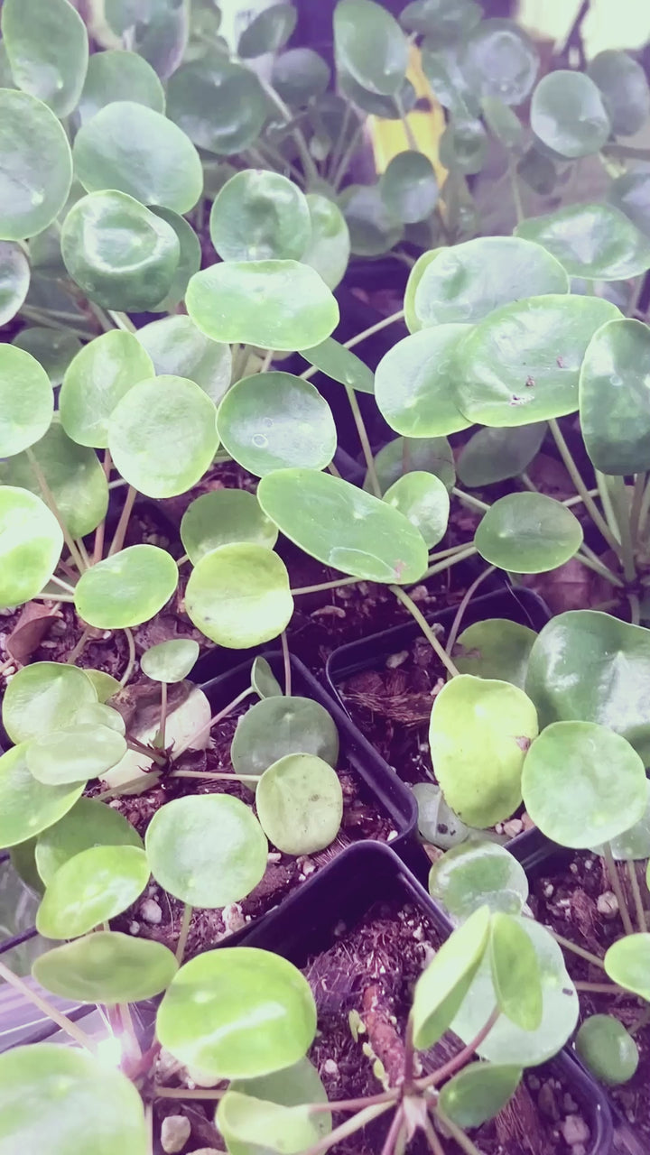 Pilea Peperomioides