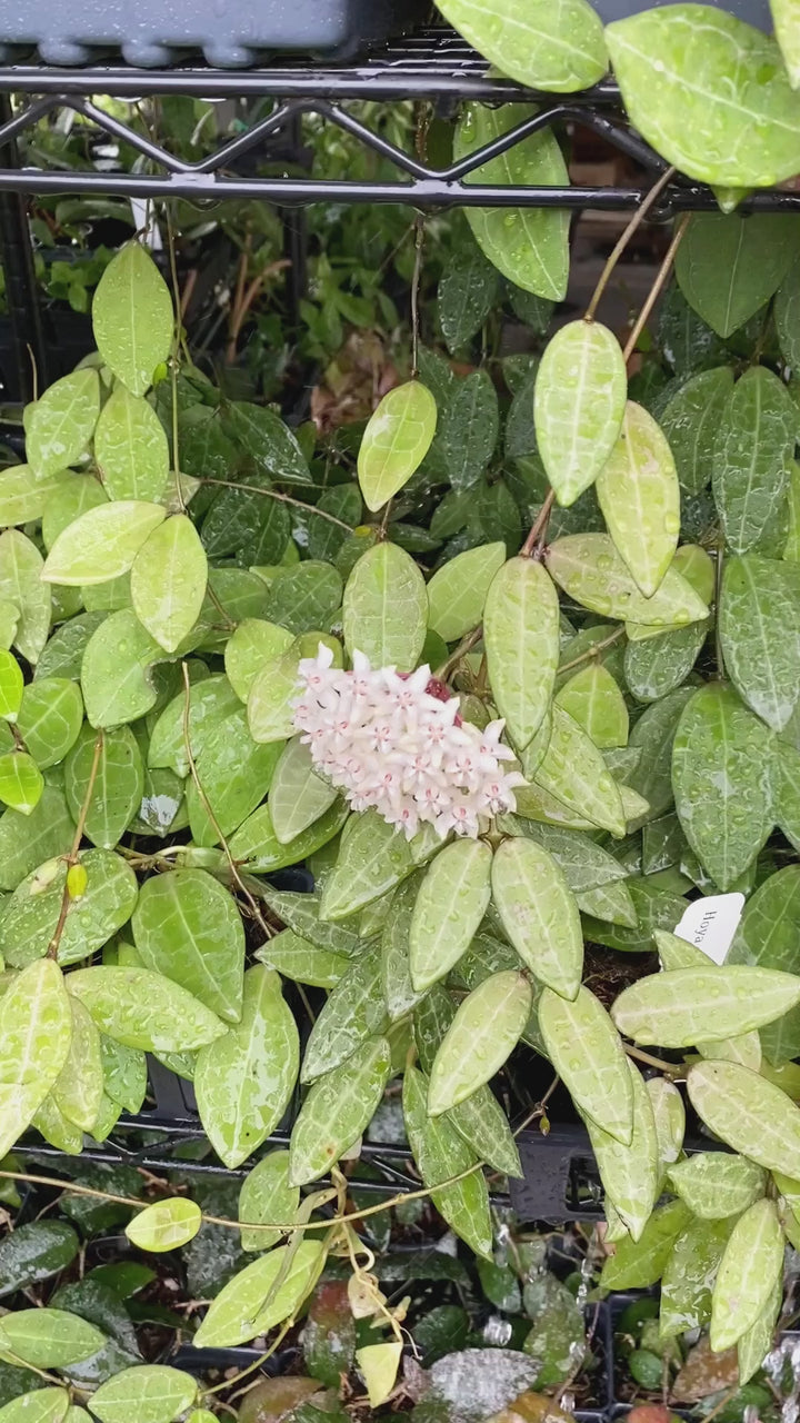 Hoya Elliptica