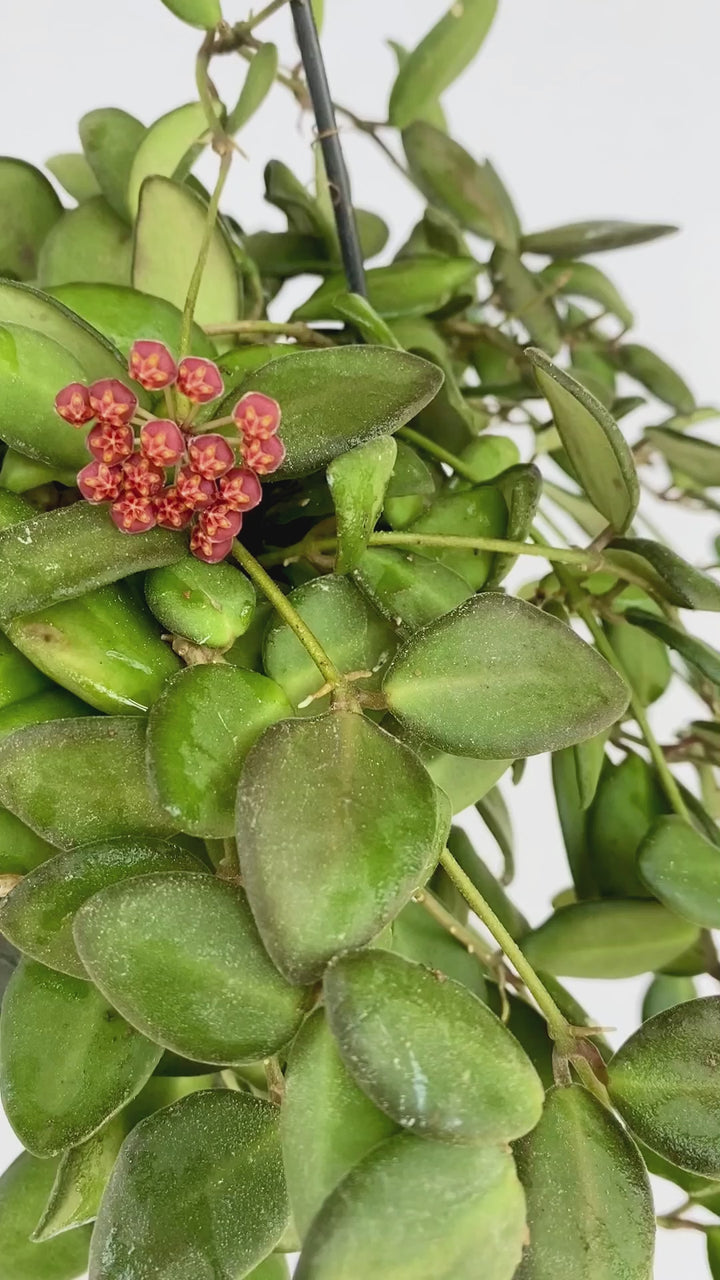 Hoya Burtoniae