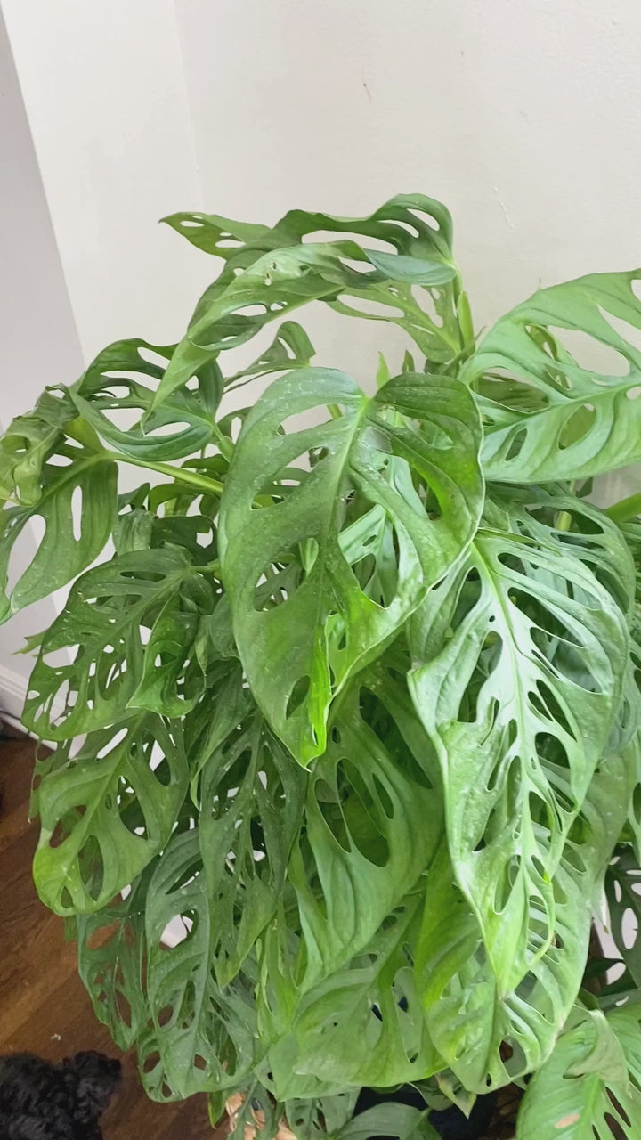 Monstera Adansonii "Swiss Cheese"