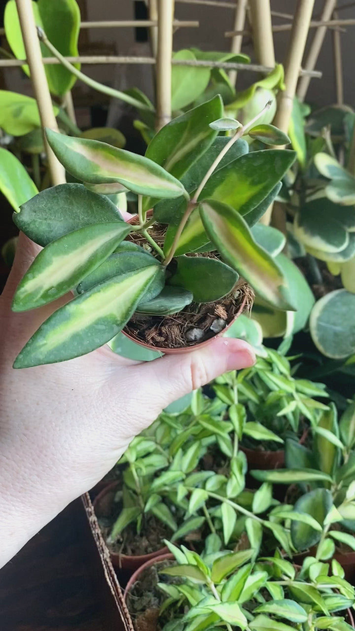 Hoya Burtoniae Inner Variegated