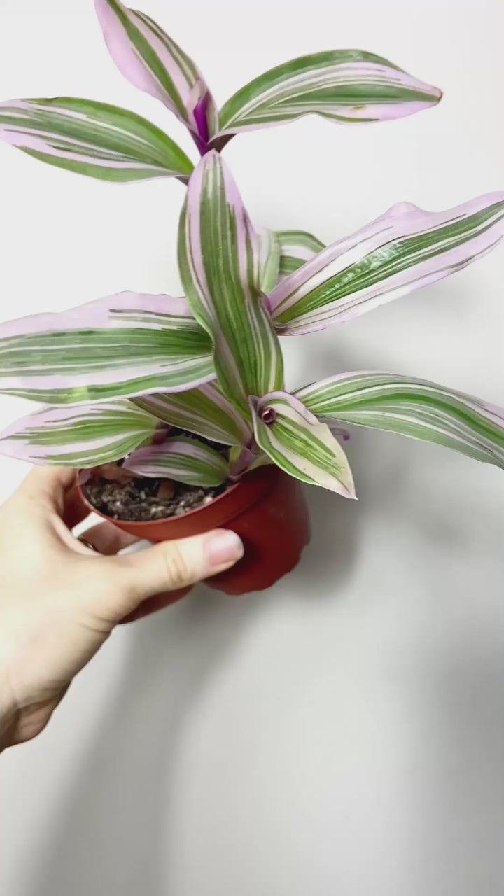 Tradescantia Nanouk Bubblegum
