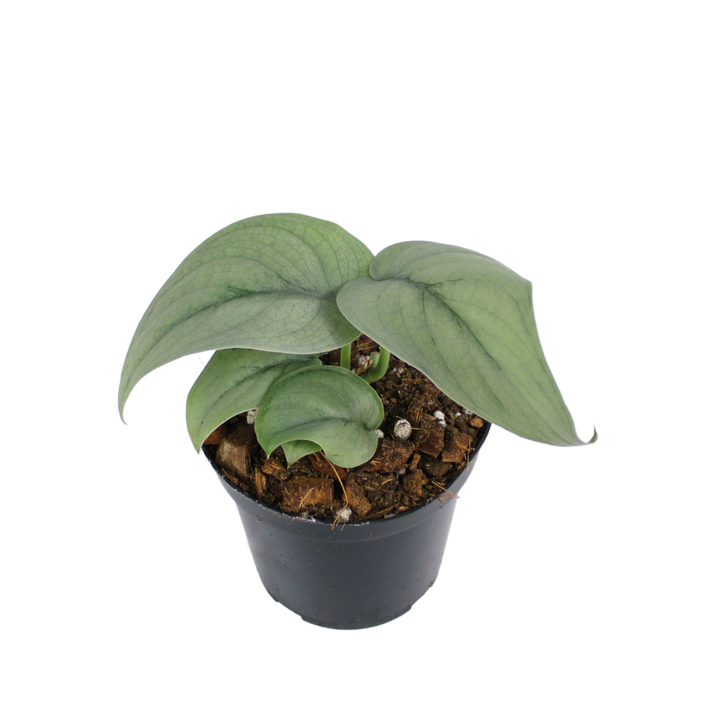 Scindapsus Silver Hero