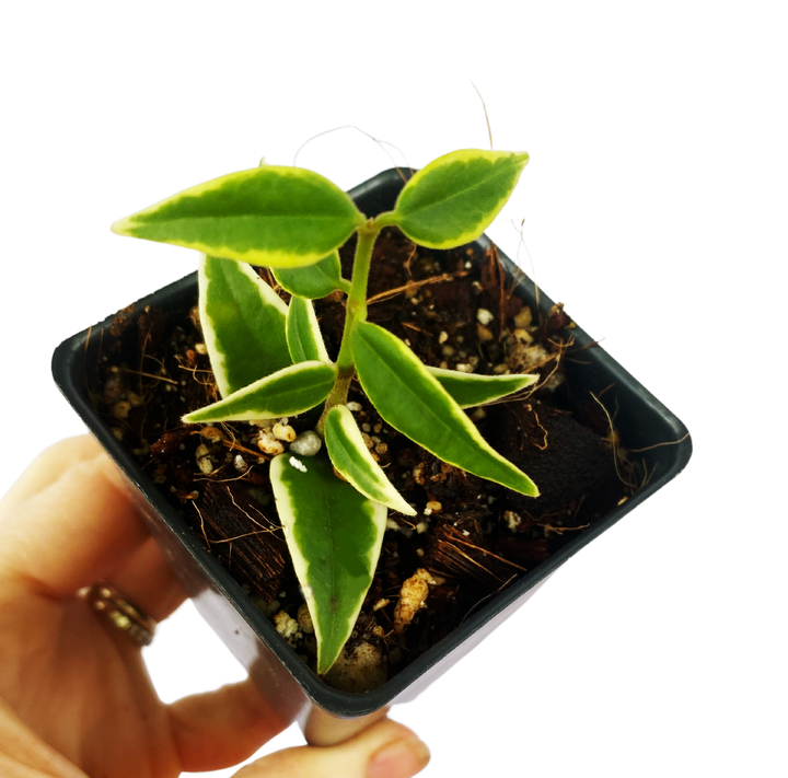 Hoya Bella Variegated