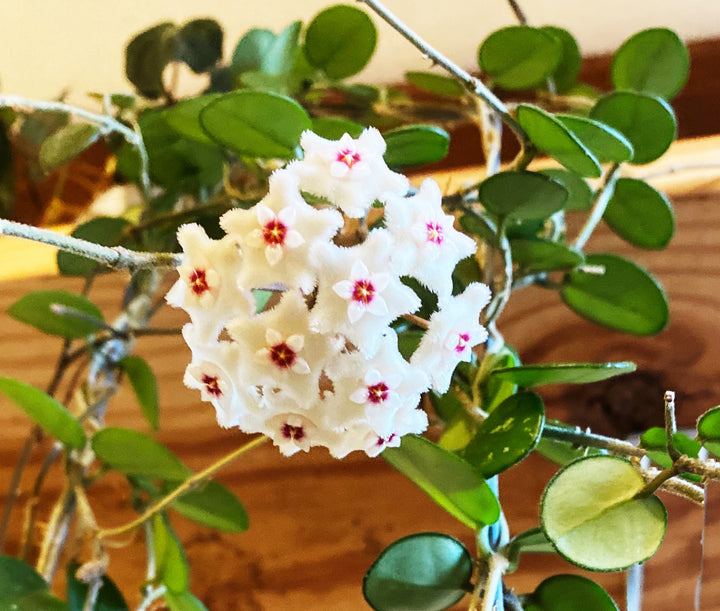 Hoya Mathilde