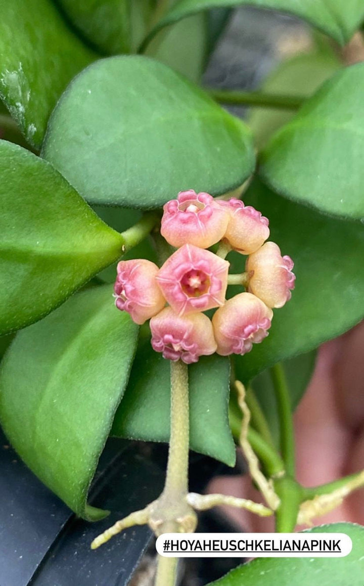 Hoya Heuschkeliana Pink