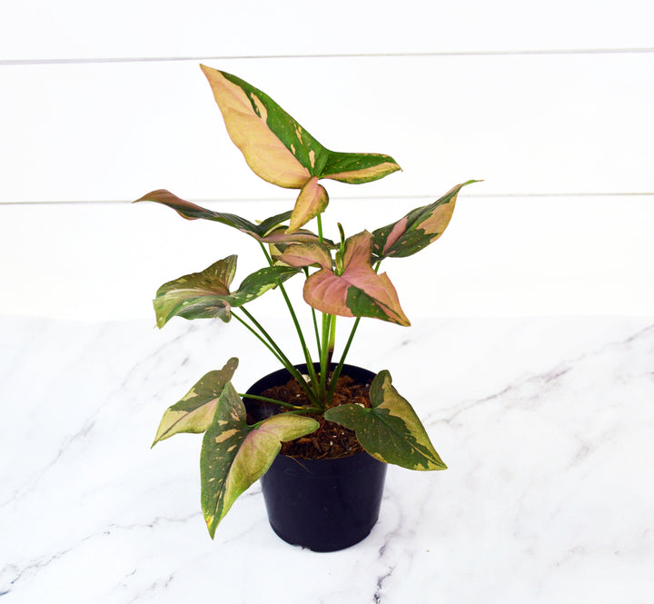 Syngonium Pink Splash