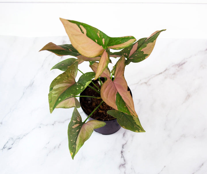 Syngonium Pink Splash