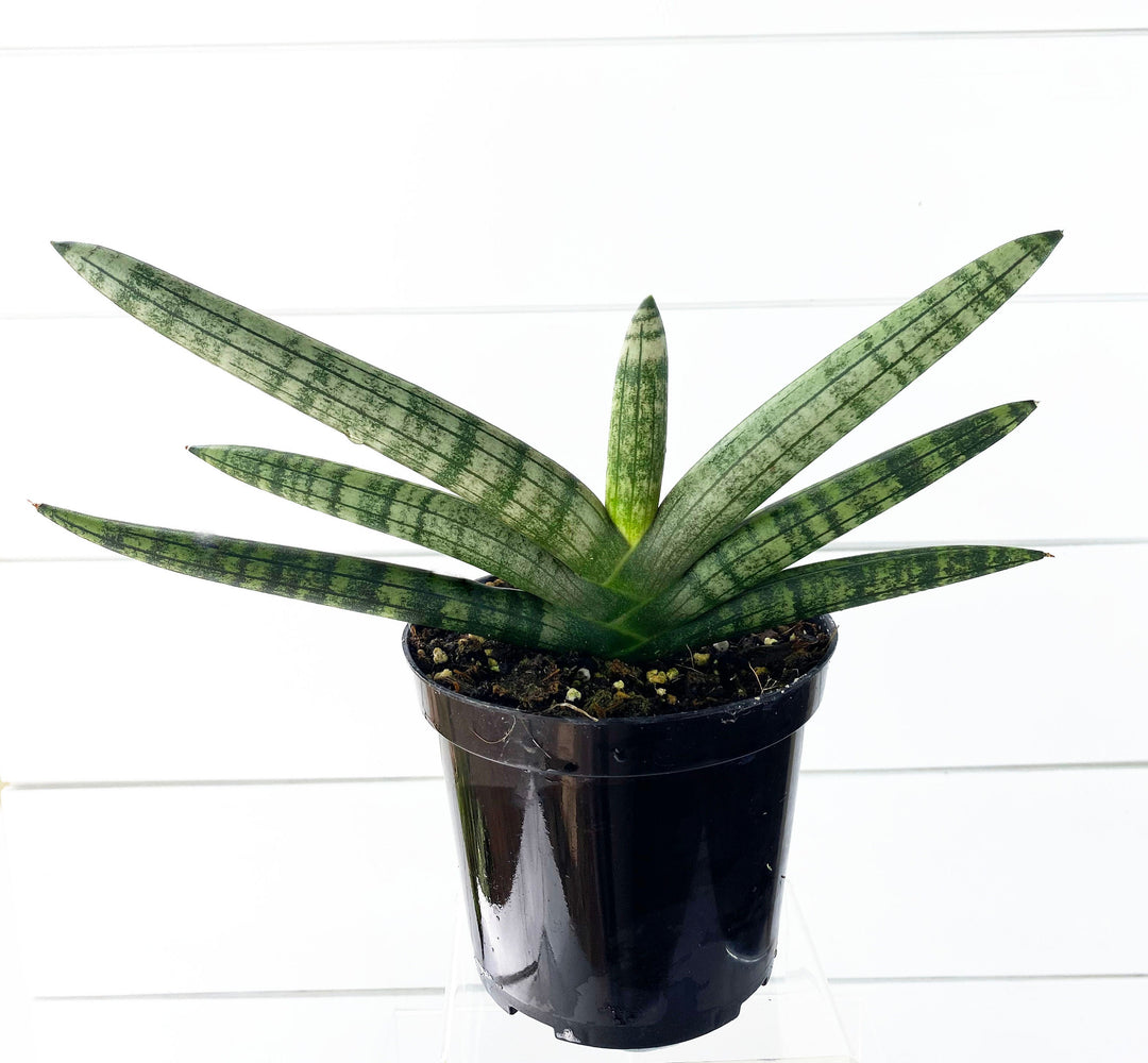 Sansevieria Starfish