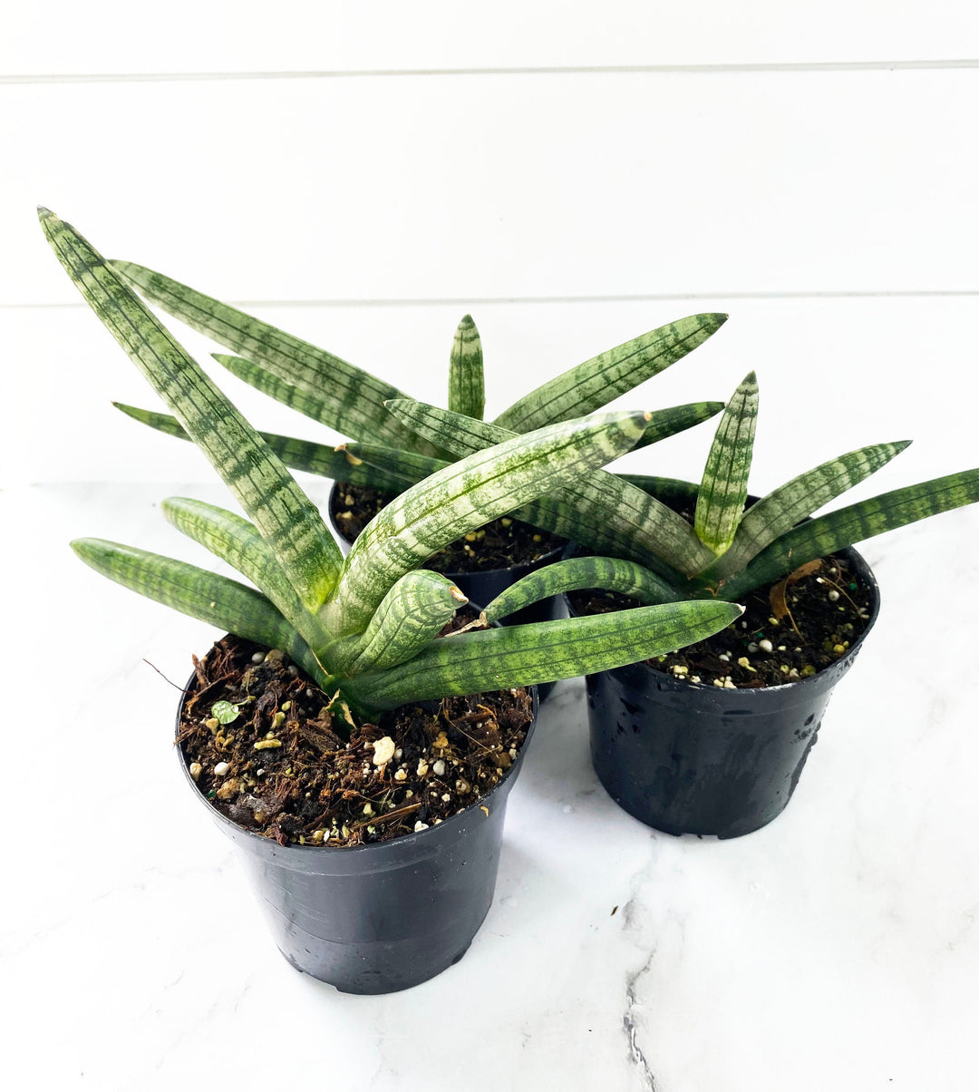 Sansevieria Starfish