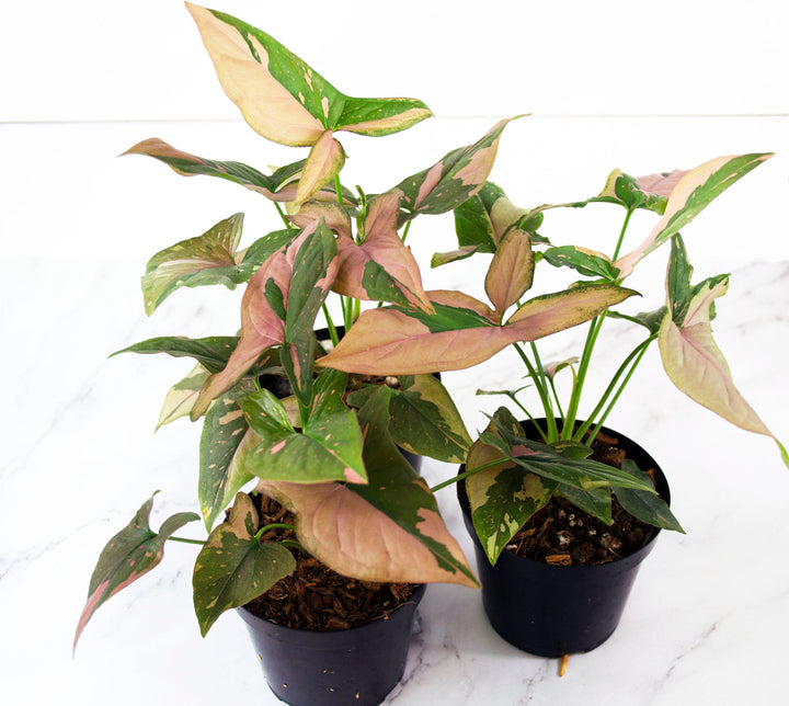 Syngonium Pink Splash