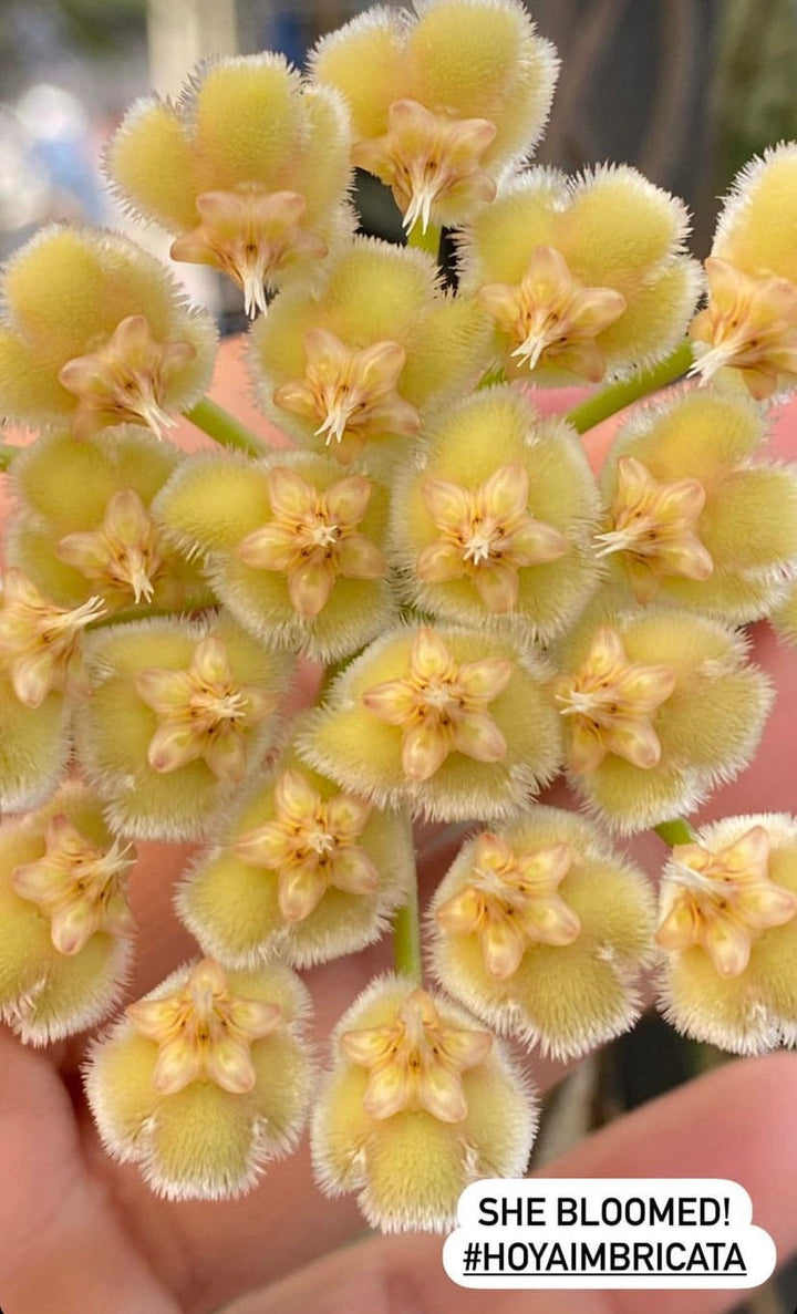 Hoya Imbricata