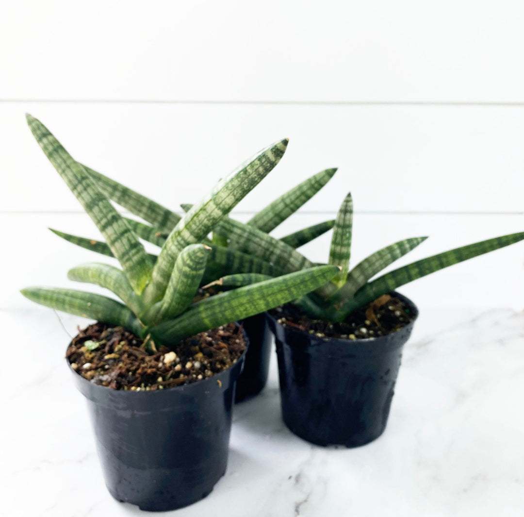 Sansevieria Starfish