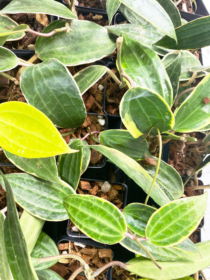 Hoya Macrophylla Variegated