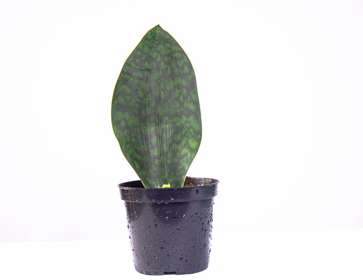 Sansevieria Whalefin