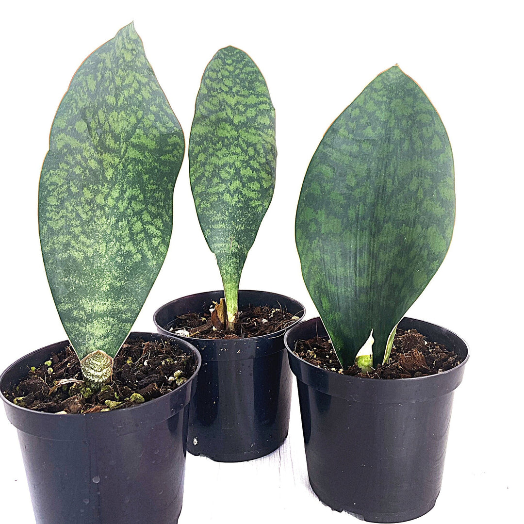 Sansevieria Whalefin