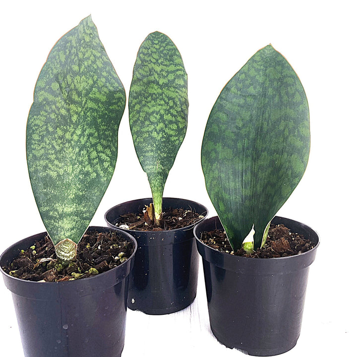 Sansevieria Whalefin