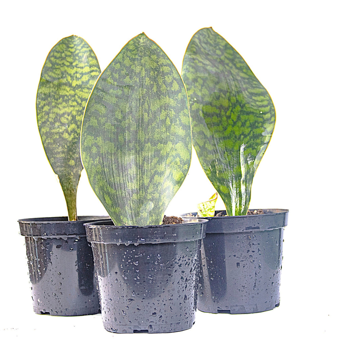Sansevieria Whalefin