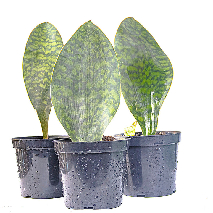 Sansevieria Whalefin