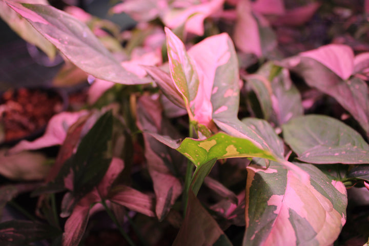 Syngonium Pink Splash