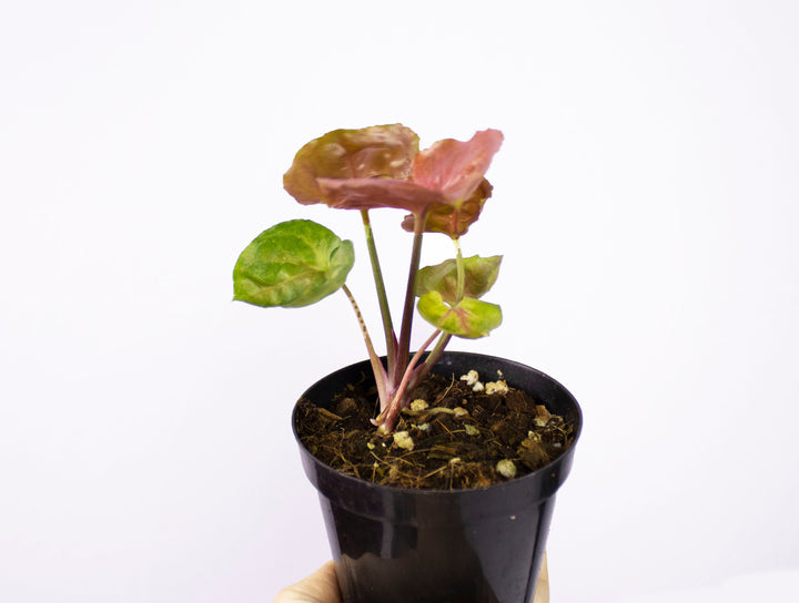 Syngonium Stawberry Ice