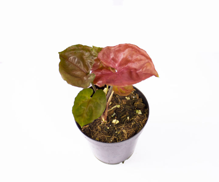 Syngonium Stawberry Ice