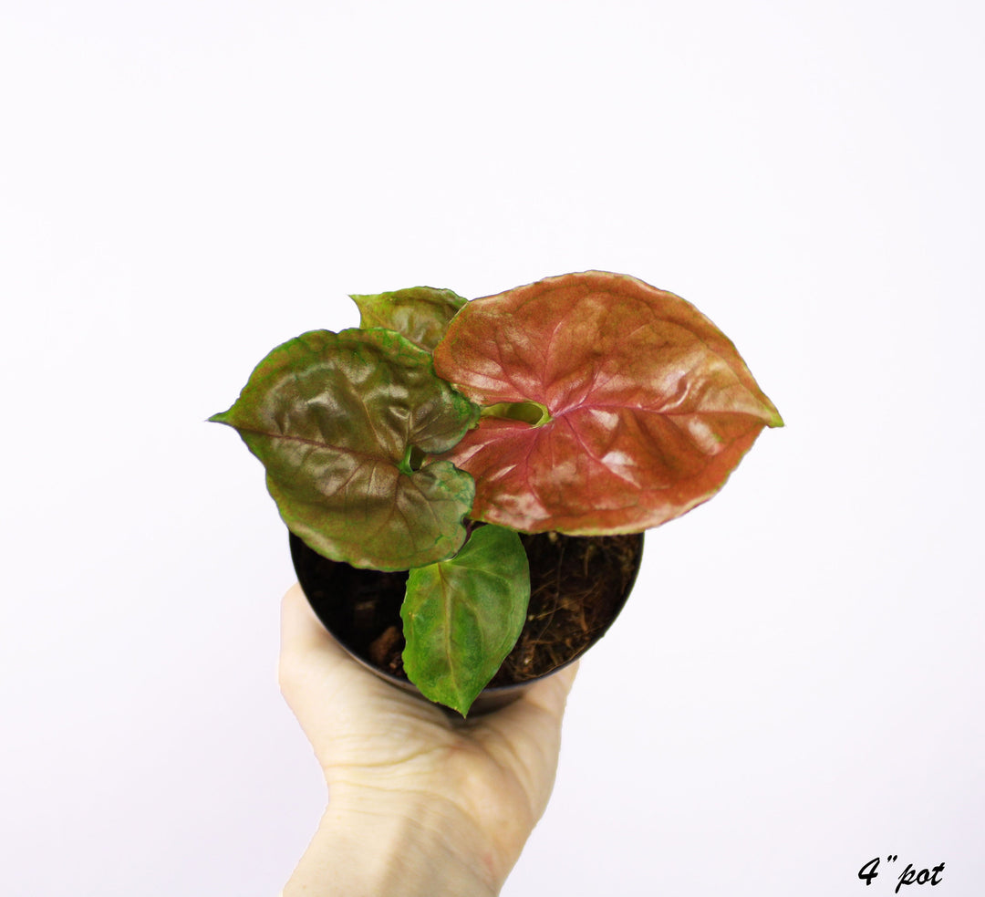 Syngonium Stawberry Ice