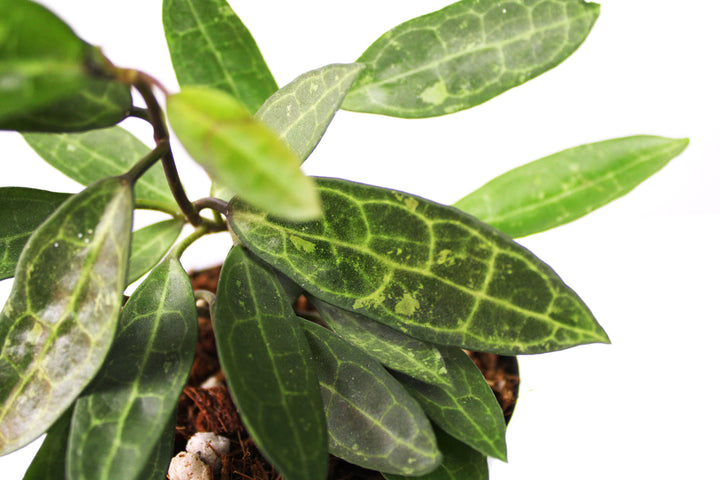 Hoya Elliptica