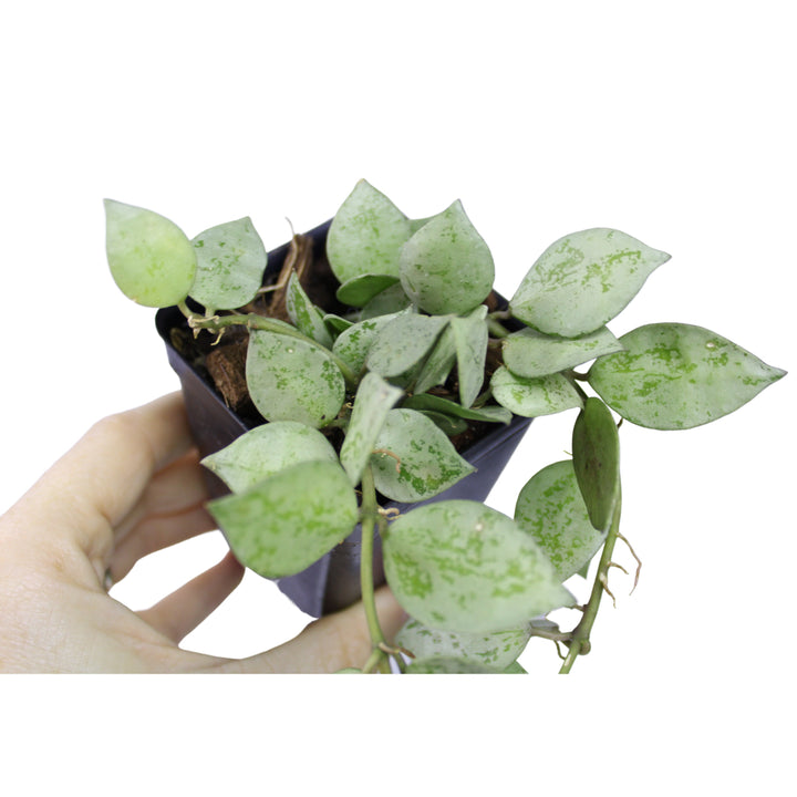 Hoya Krohniana Super Silver