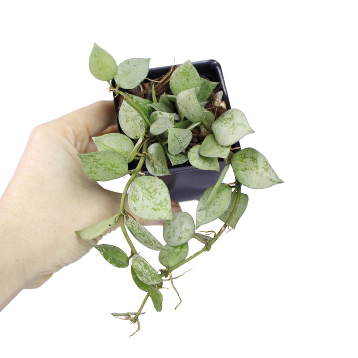 Hoya Krohniana Super Silver