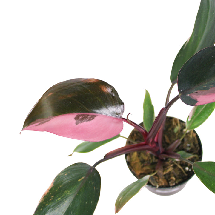 Philodendron Pink Princess