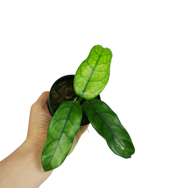 Hoya Globulosa